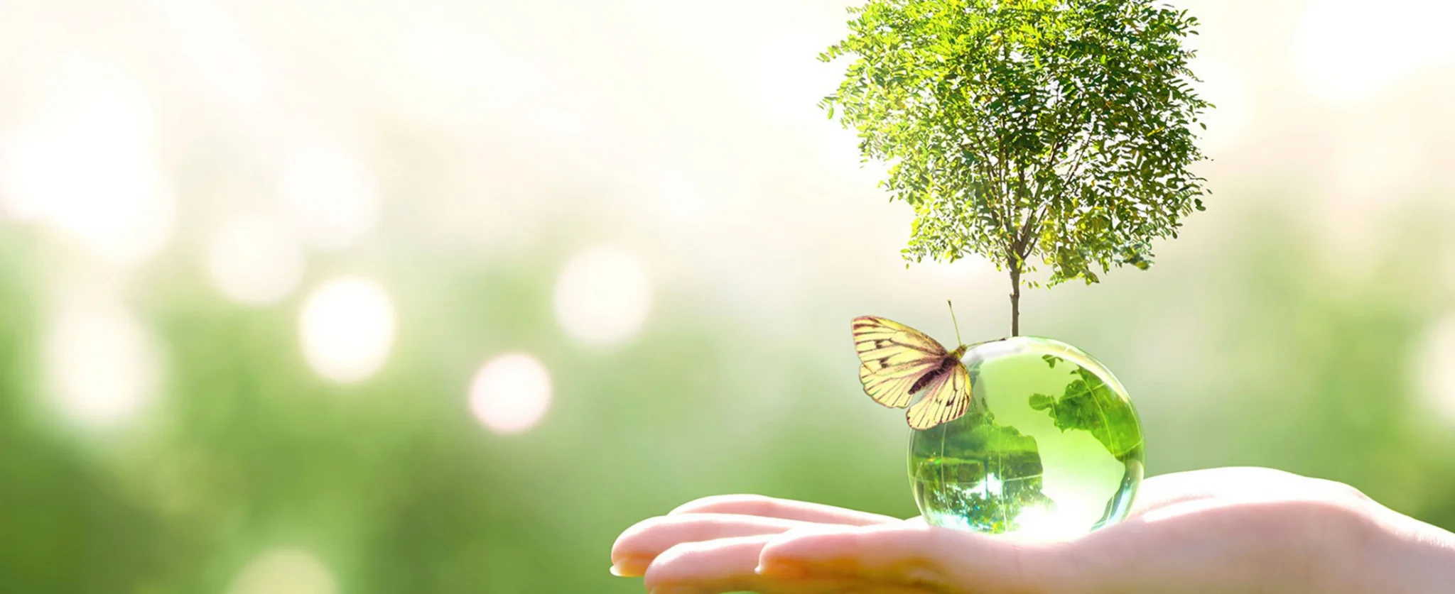 hand holding glass globe with tree growing from it
