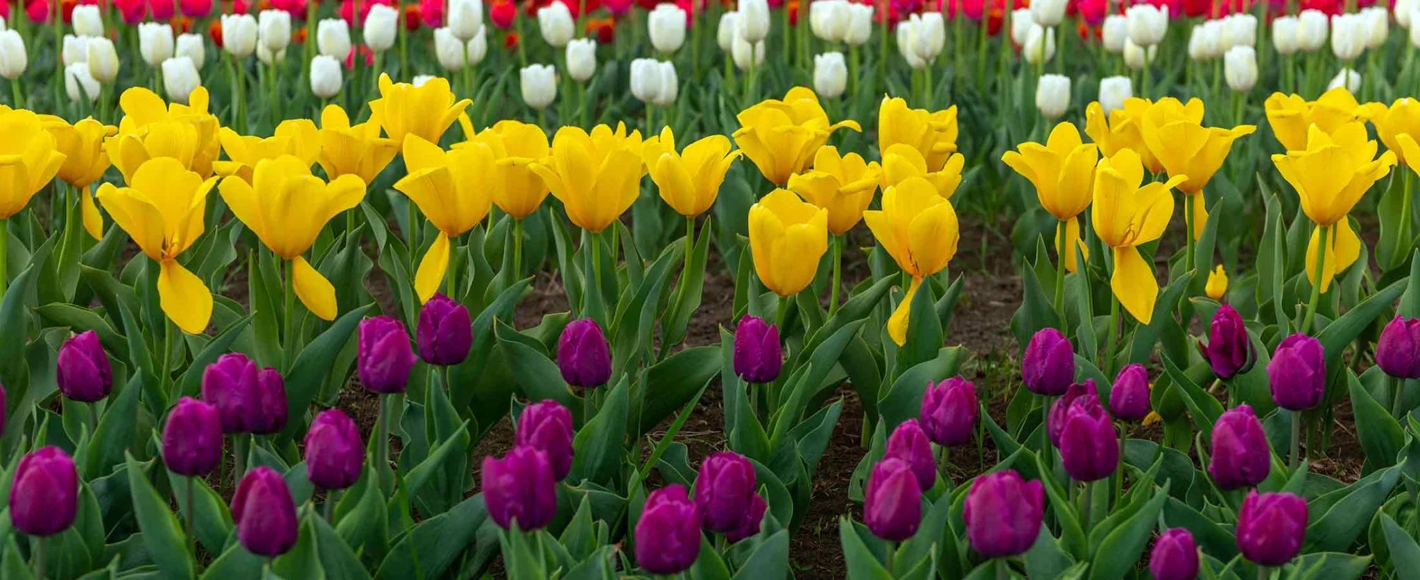 purple yellow and white tulips in a field